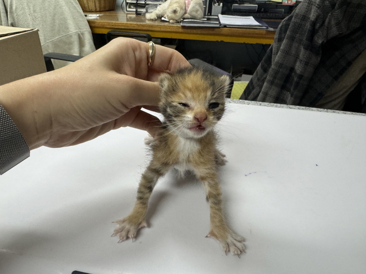 유기동물 - 한국 고양이
