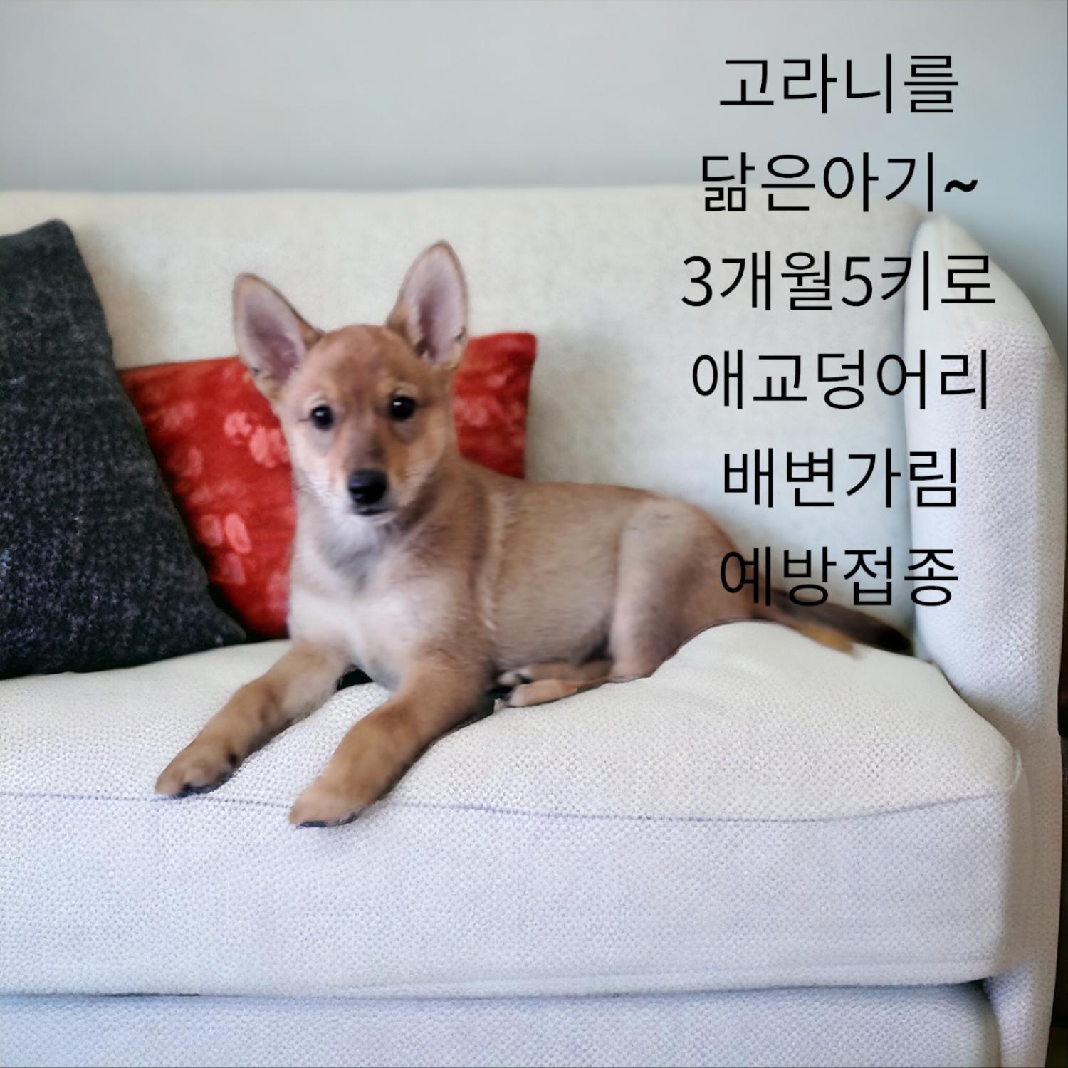 유기동물 - 엄마는하운드