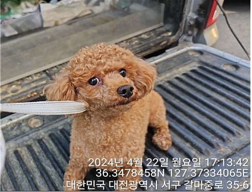 5살 푸들 외 2 건