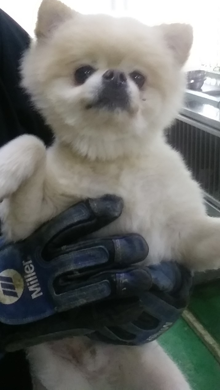 유기동물 보금자리 찾아요: 포메라니안, 푸들, 새끼고양이