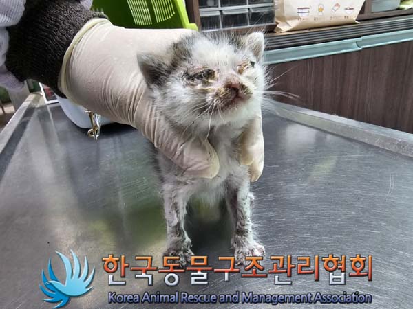 60일 미만 한국 고양이 외 2건