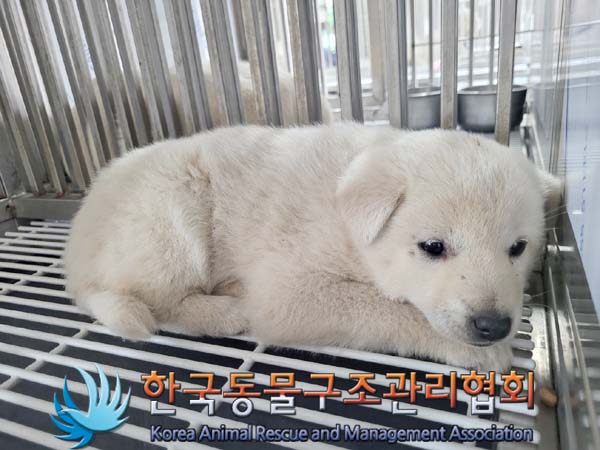 1년 미만의 사랑스러운 유기견 3마리