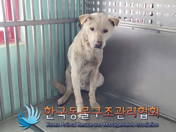 연천군 유기동물 3마리 소개