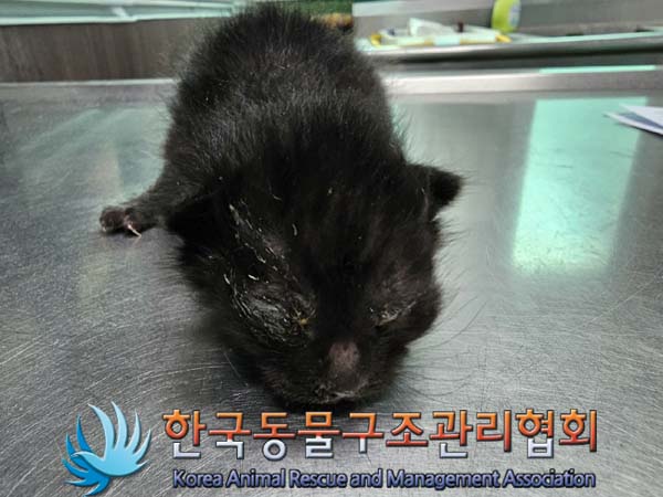 유기동물 - 한국 고양이