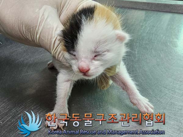 유기동물 - 한국 고양이