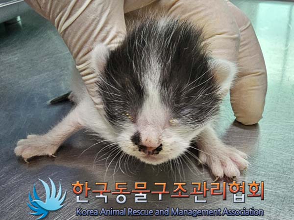 유기동물 입양 고려해 보세요: 60일 미만 귀여운 고양이 2마리