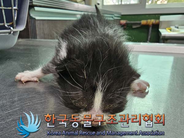 도봉산 유원지에서 발견된 60일 미만 유기 한국 고양이 3마리