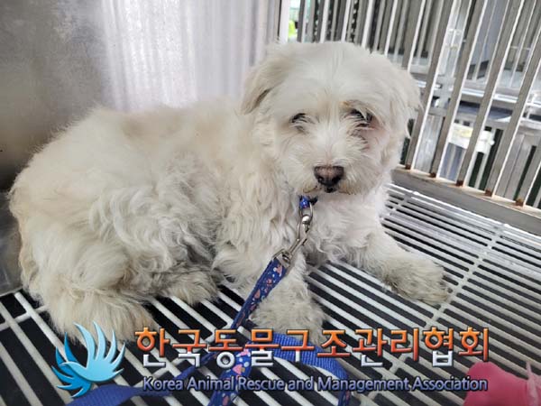 유기동물 소개: 건강한 말티즈와 온순한 요크셔 테리어, 새끼 고양이