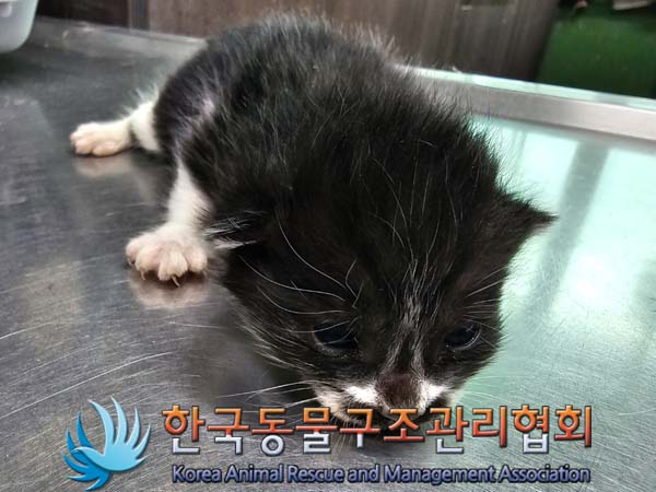 유기동물 - 한국 고양이