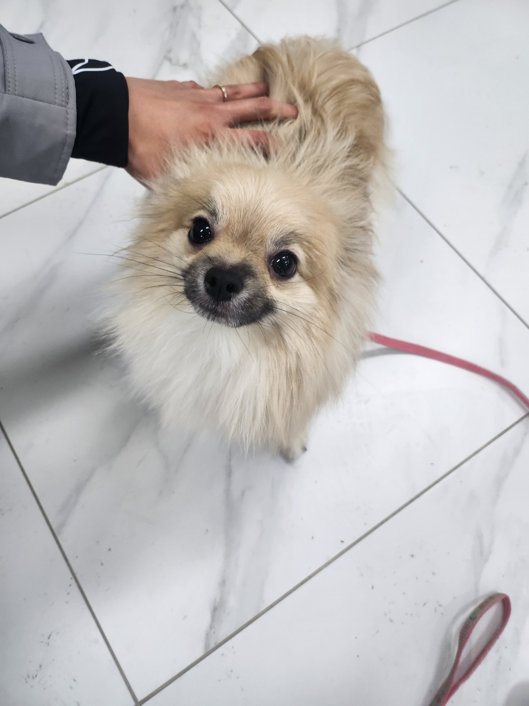충성스러운 동반자를 찾고 계신가요? 1살 포메라니안 외 2건