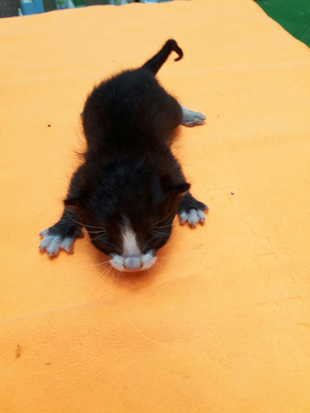 한국 고양이 이미지 파일 입니다.