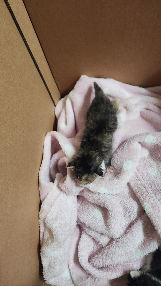 한국 고양이 1년 미만 새끼 고양이 3마리 등록