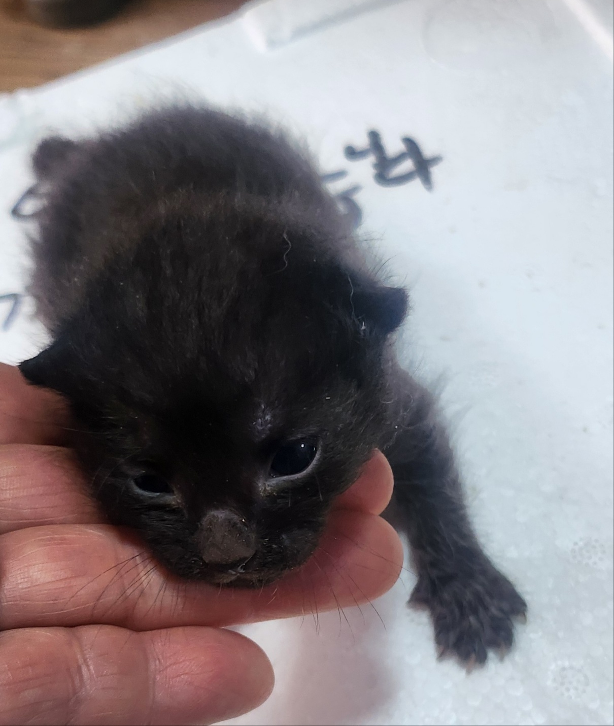 한국 고양이 이미지 파일 입니다.