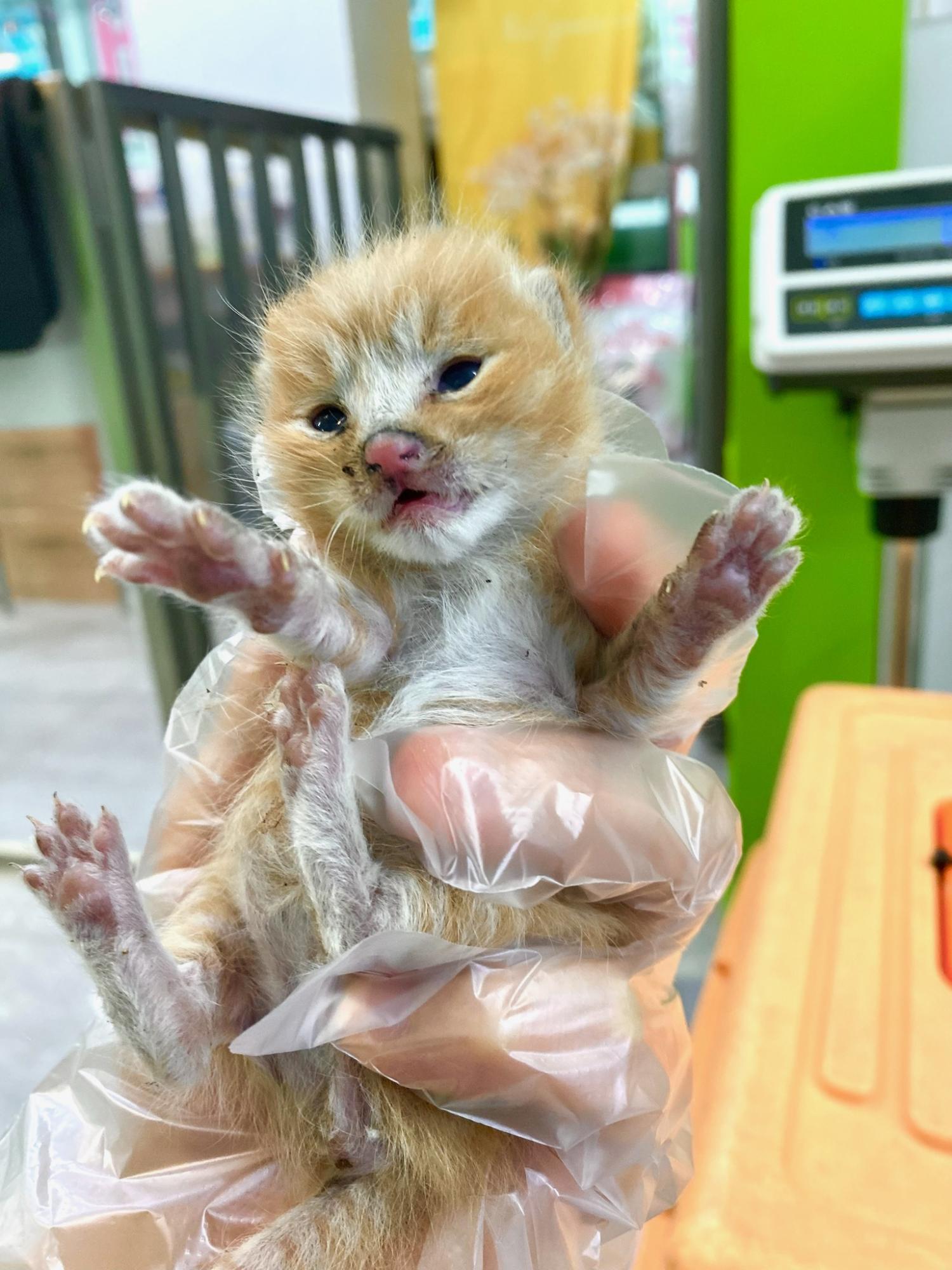 한국 고양이 이미지 파일 입니다.