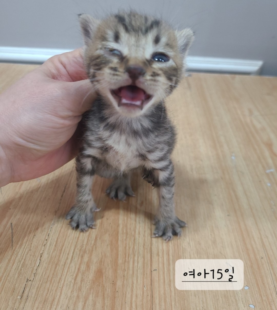 한국 고양이 이미지 파일 입니다.