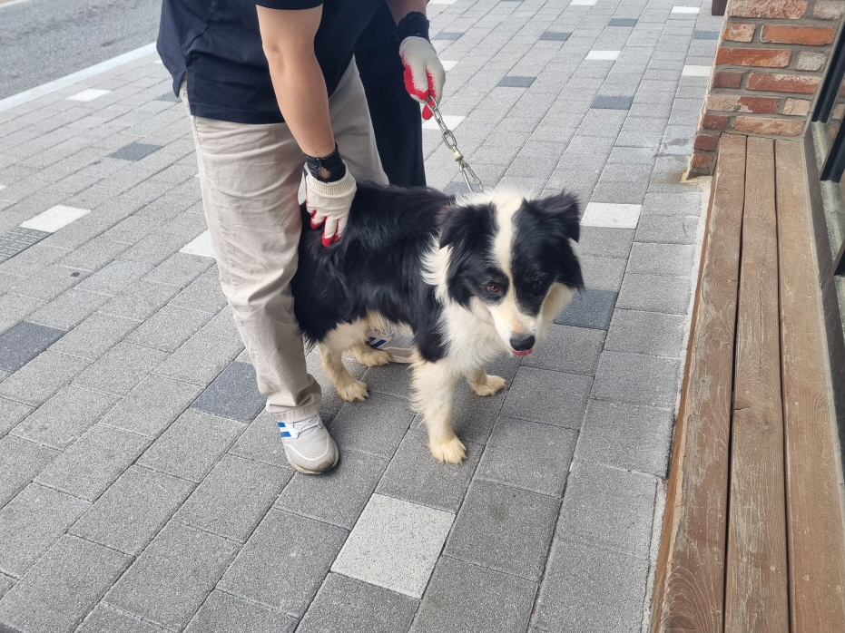 보더 콜리 이미지 파일 입니다.