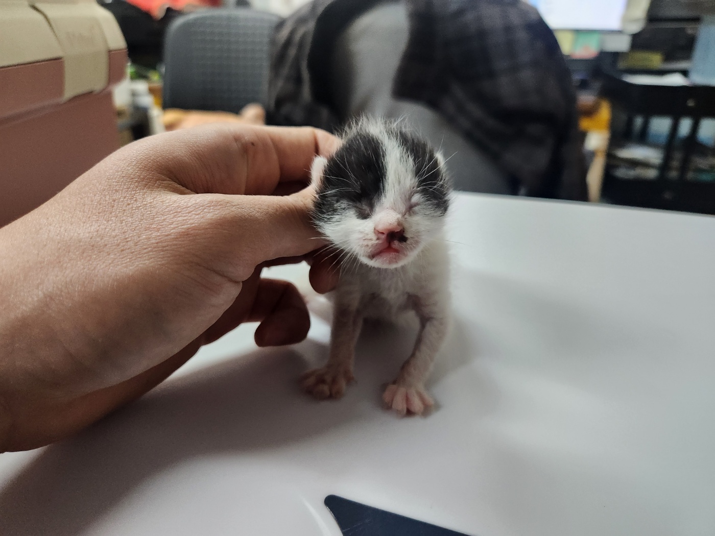 한국 고양이 이미지 파일 입니다.