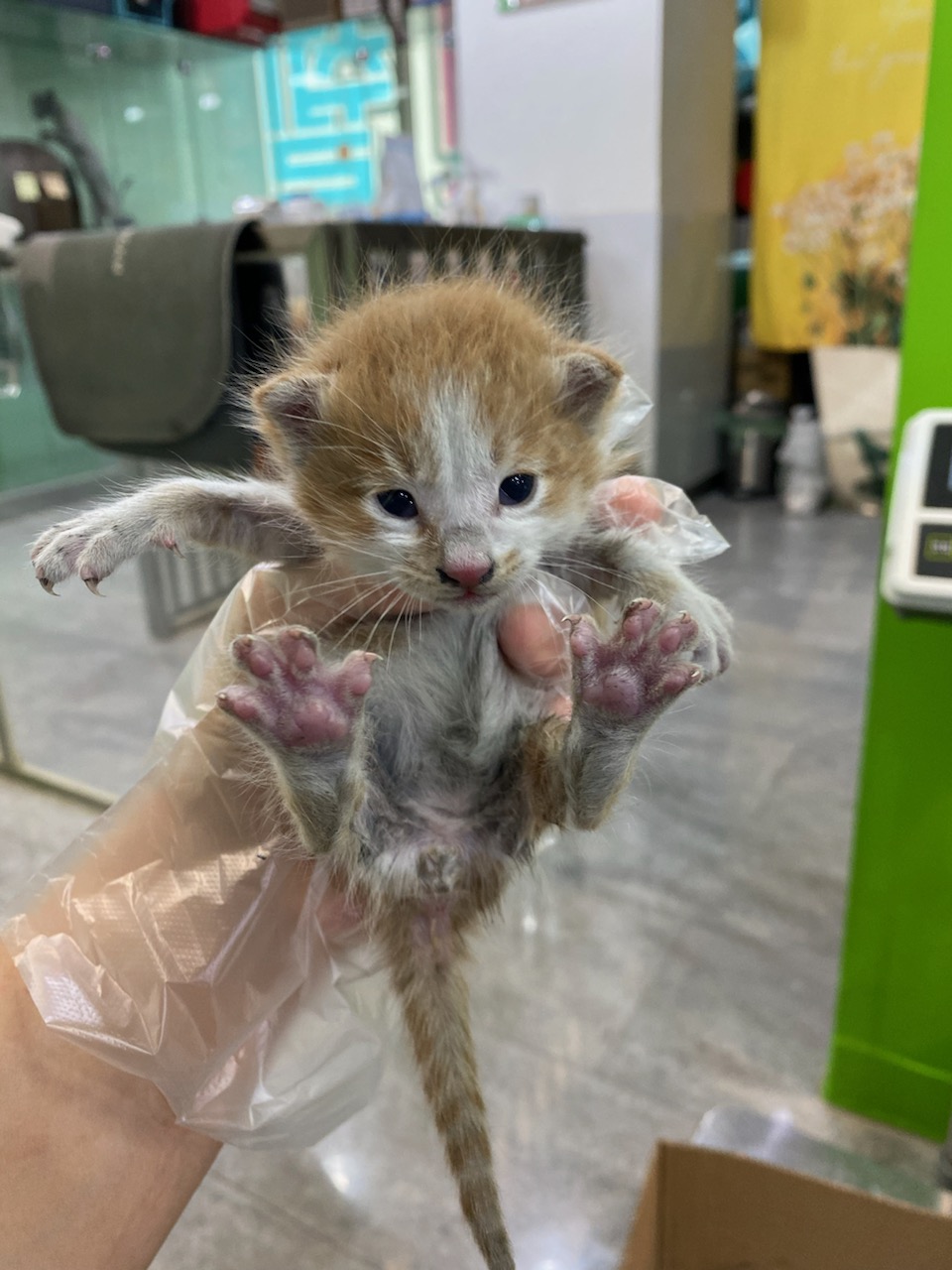 한국 고양이 이미지 파일 입니다.