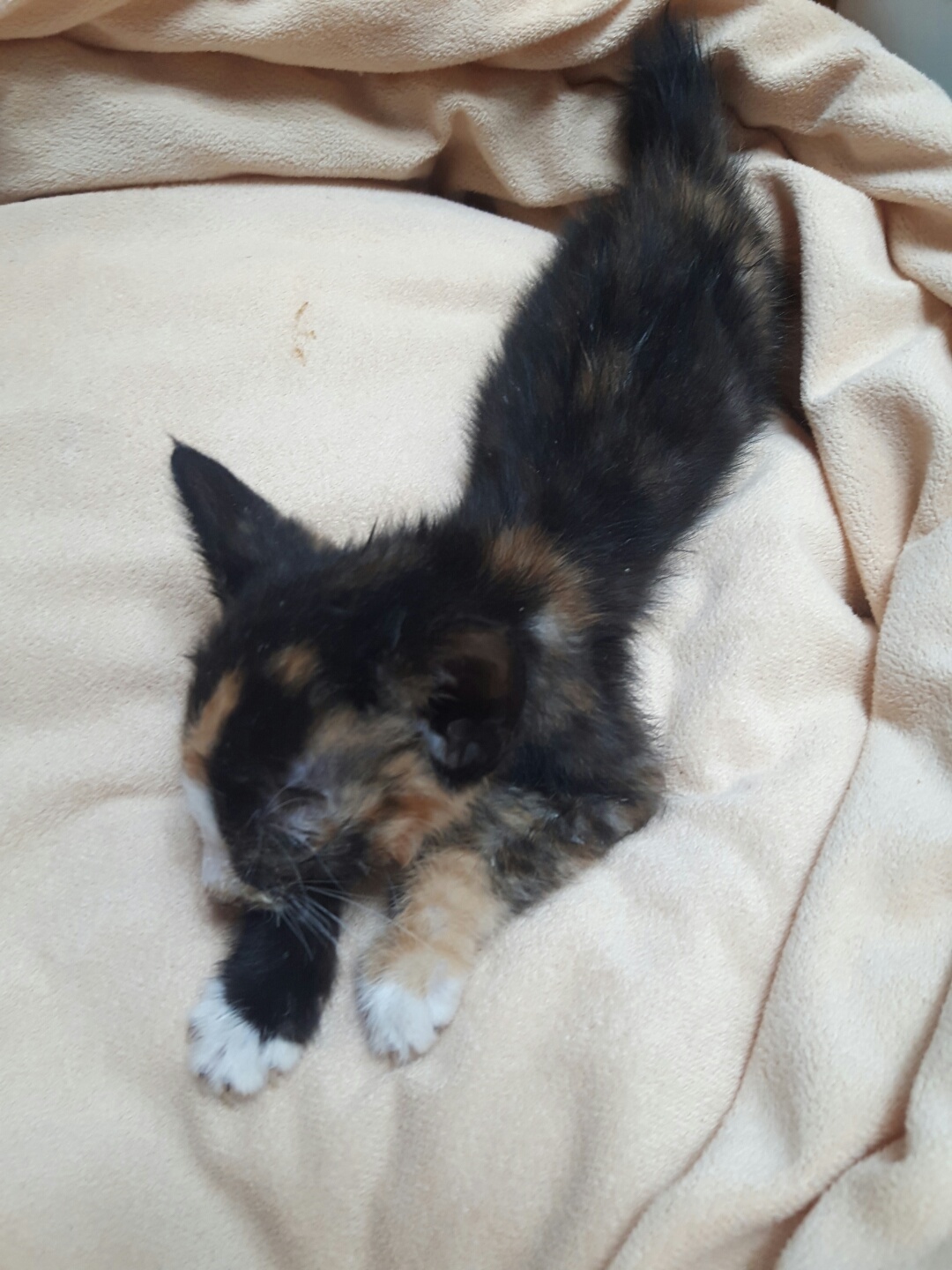 한국 고양이 이미지 파일 입니다.