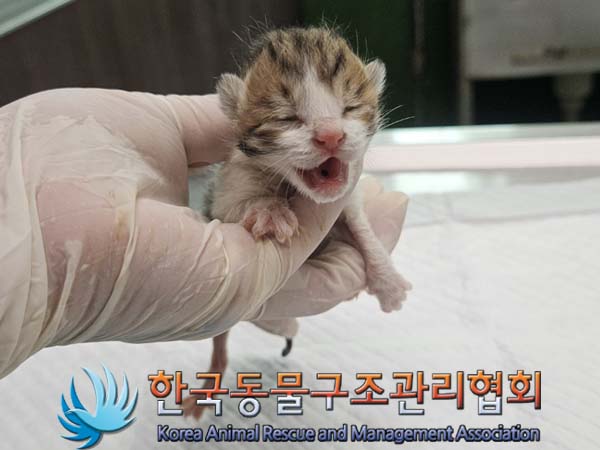 한국 고양이 이미지 파일 입니다.