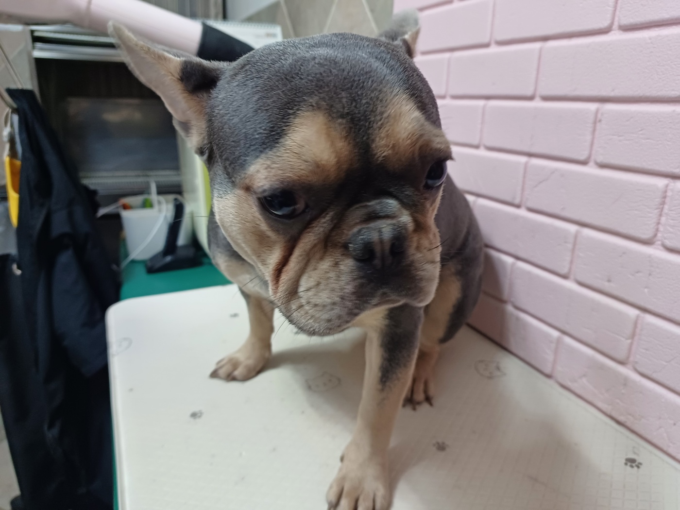 프렌치 불독 이미지 파일 입니다.