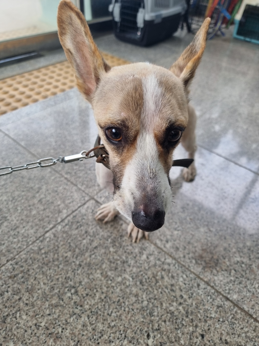 웰시 코기 카디건 이미지 파일 입니다.