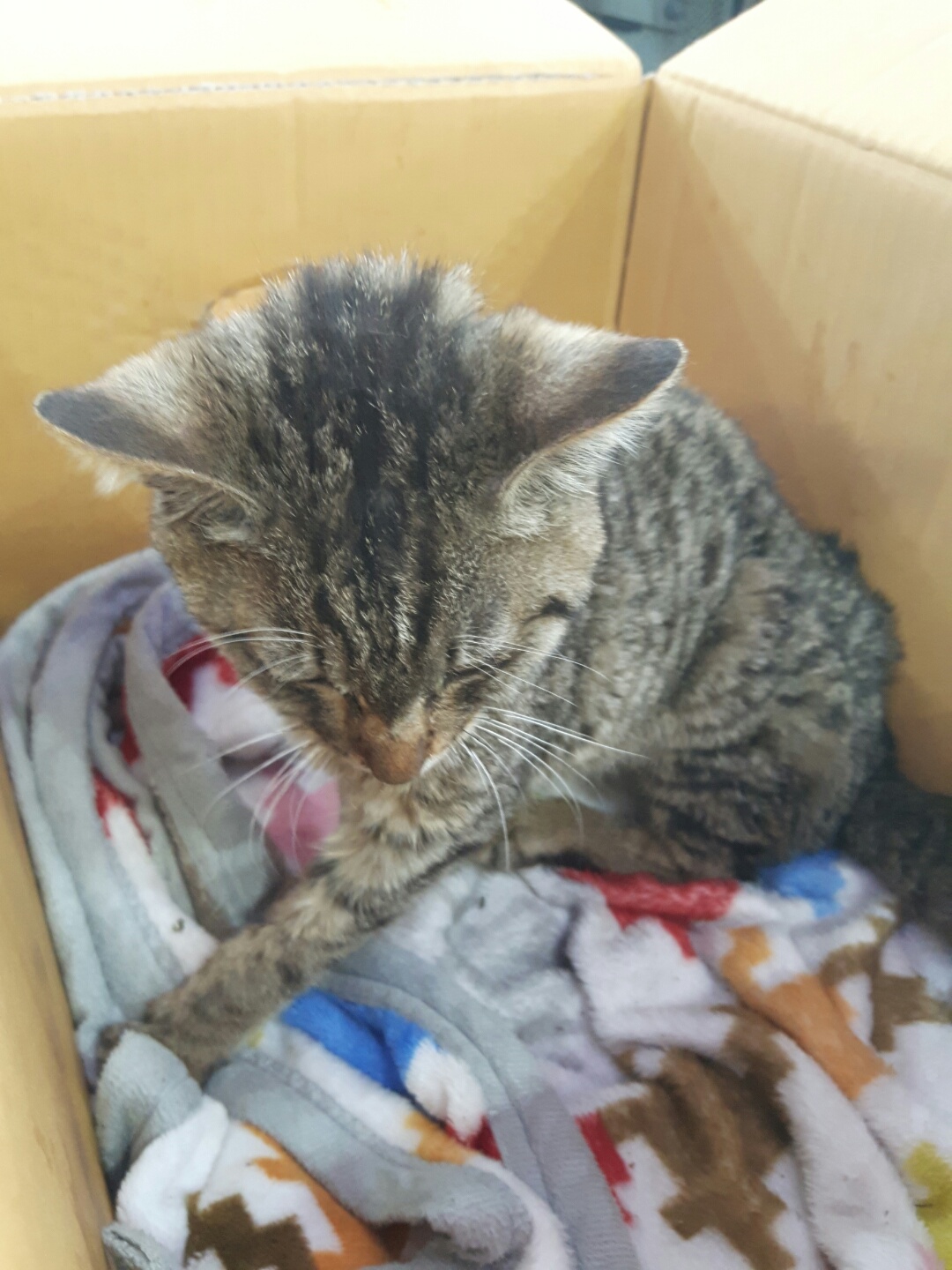 한국 고양이 이미지 파일 입니다.