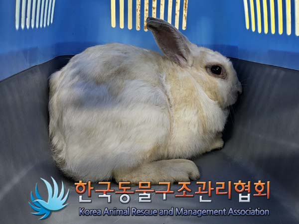 [기타축종] 토끼 이미지 파일 입니다.