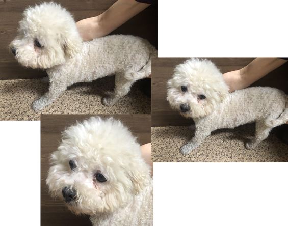 비숑 프리제 이미지 파일 입니다.