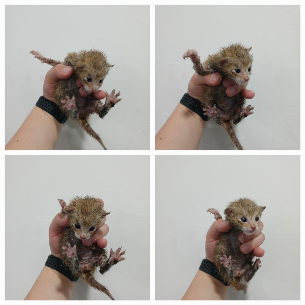 한국 고양이 이미지 파일 입니다.