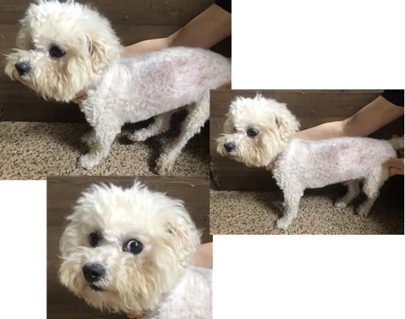 비숑 프리제 이미지 파일 입니다.
