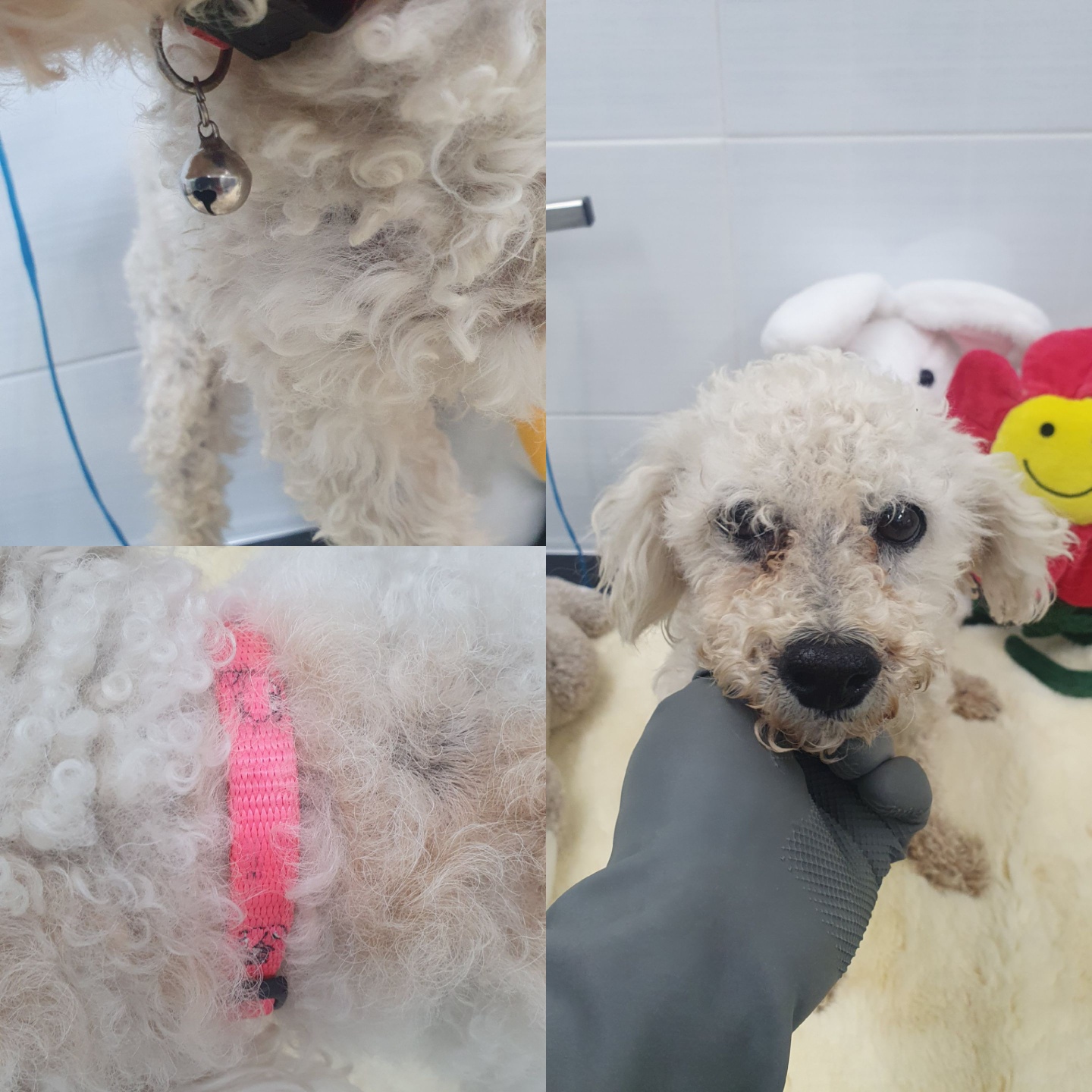 믹스견 이미지 파일 입니다.
