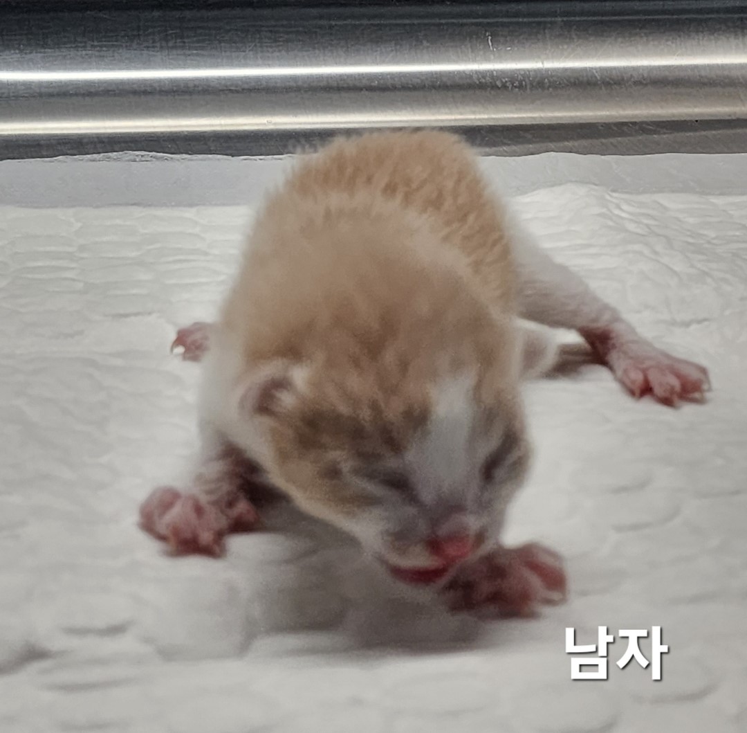 한국 고양이 이미지 파일 입니다.