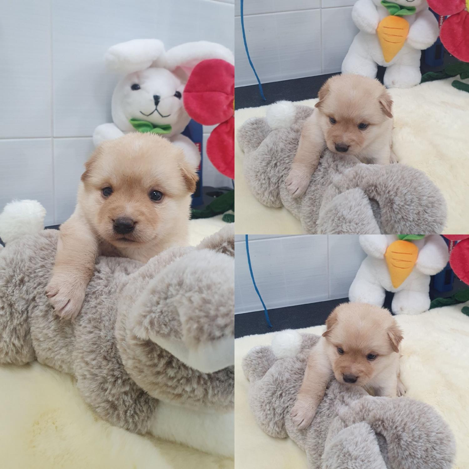 믹스견 이미지 파일 입니다.