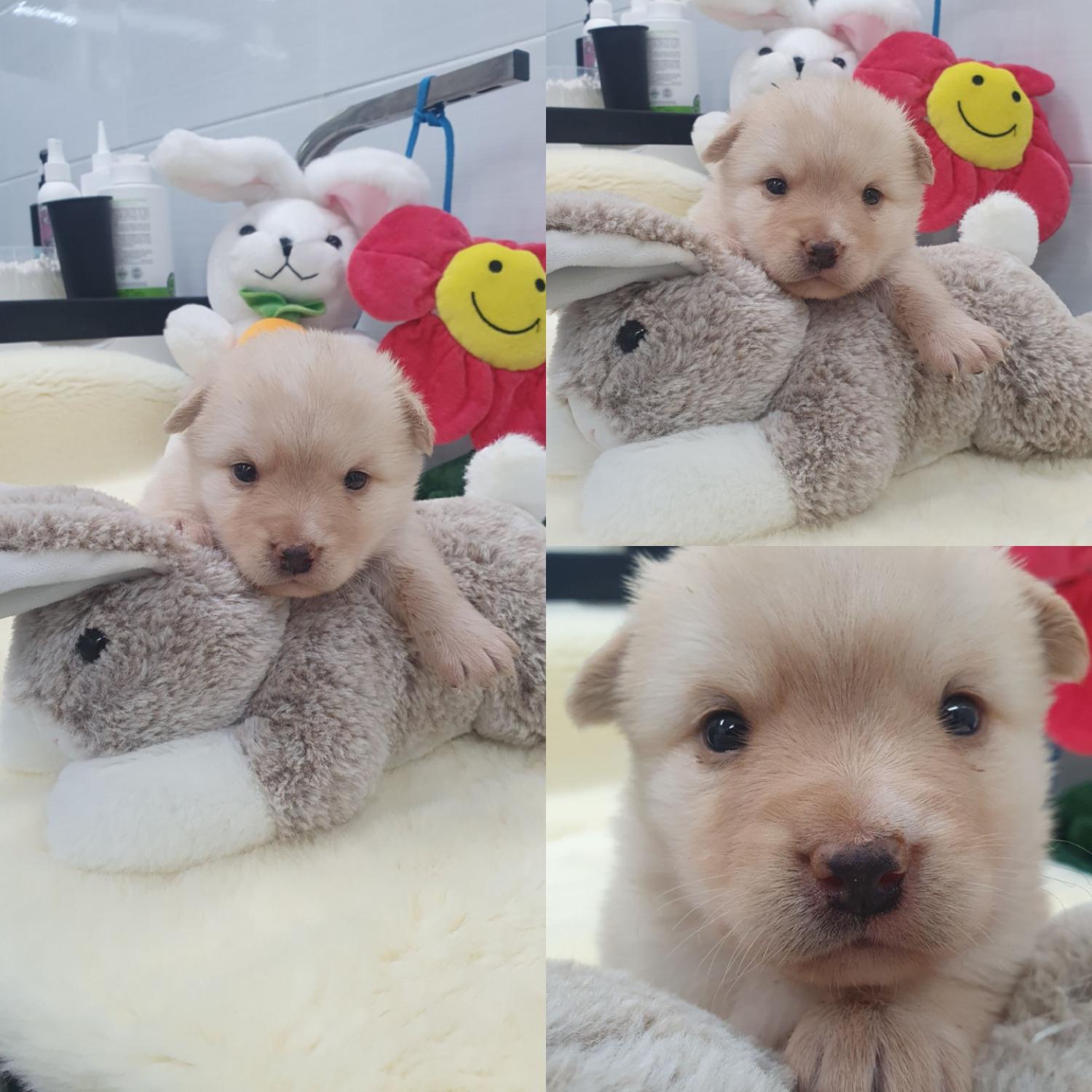 믹스견 이미지 파일 입니다.