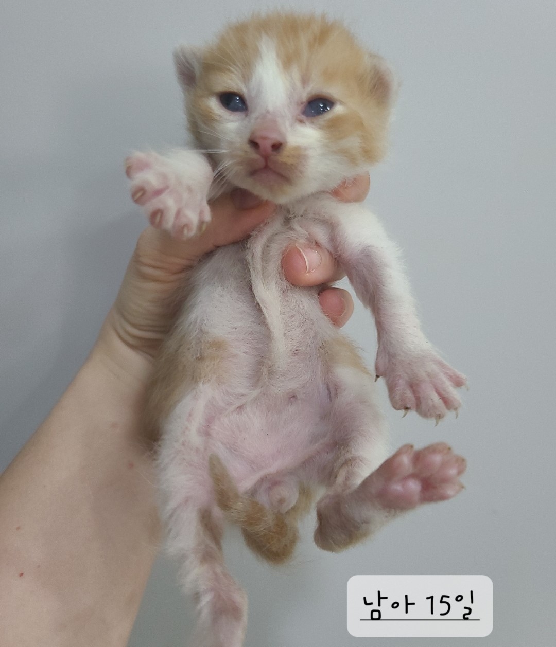 한국 고양이 이미지 파일 입니다.