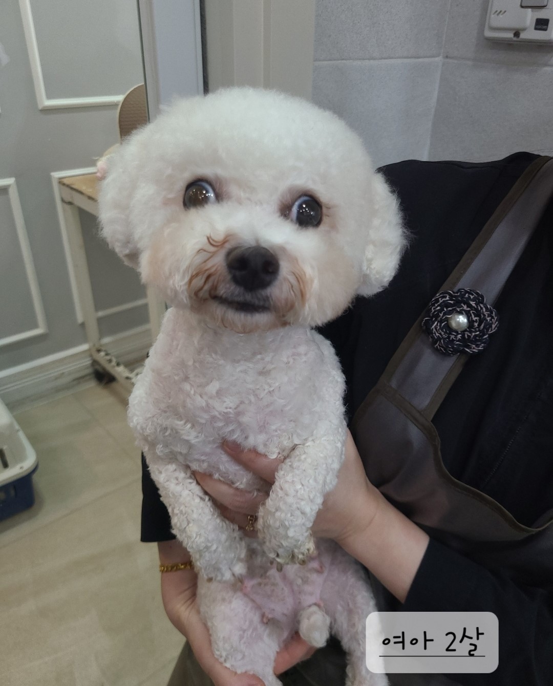 비숑 프리제 이미지 파일 입니다.