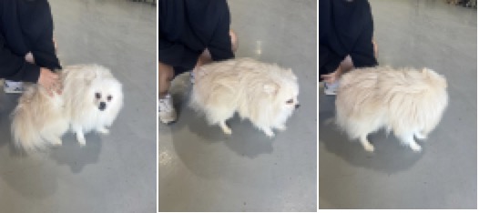 포메라니안 이미지 파일 입니다.