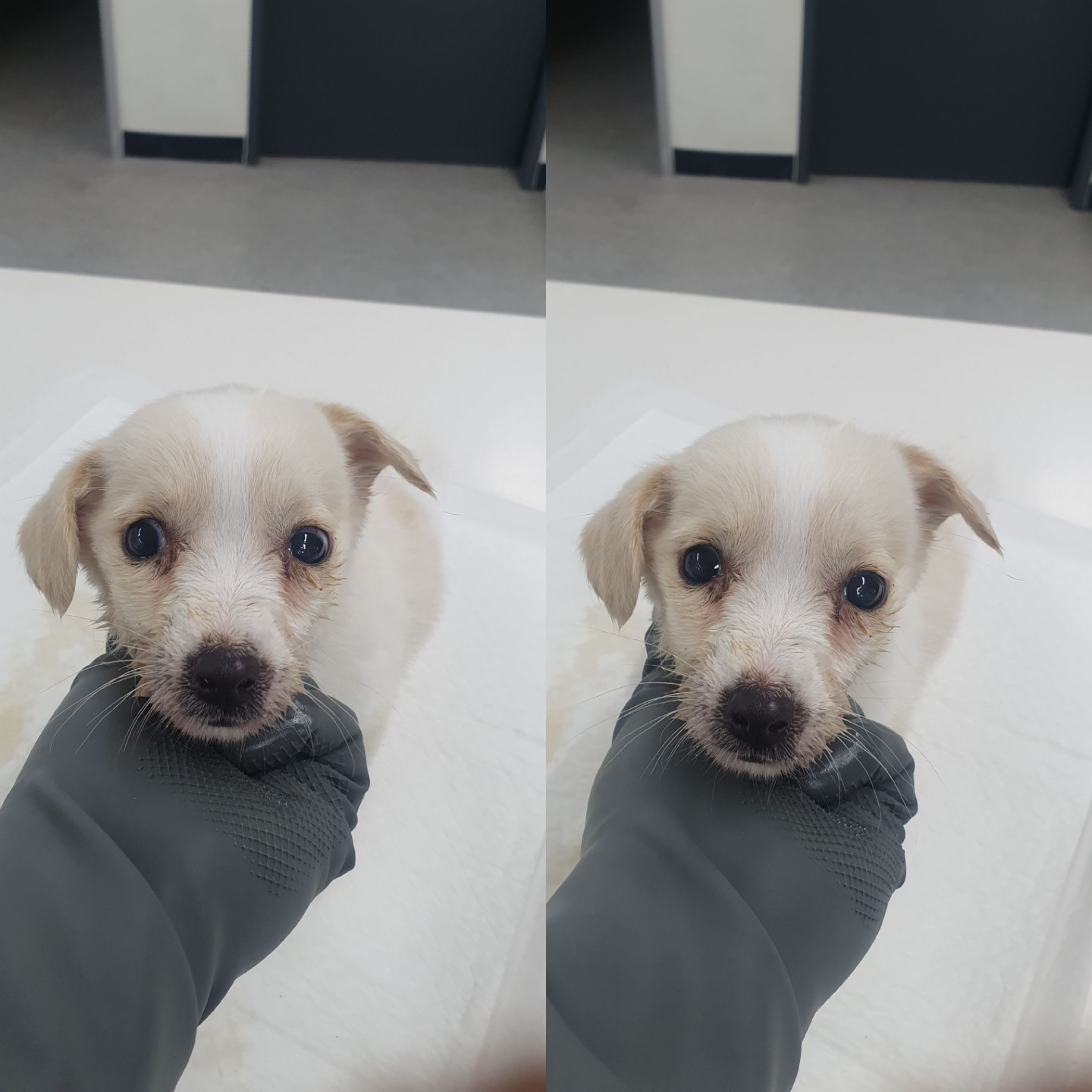 믹스견 이미지 파일 입니다.