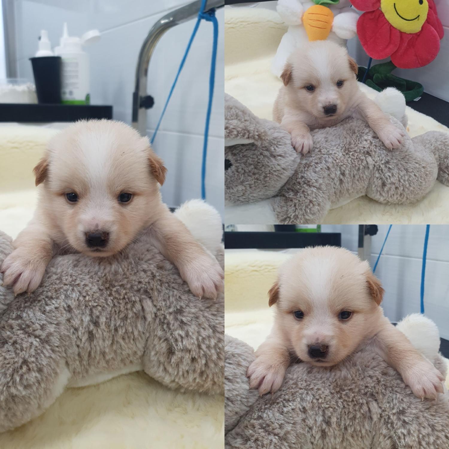믹스견 이미지 파일 입니다.