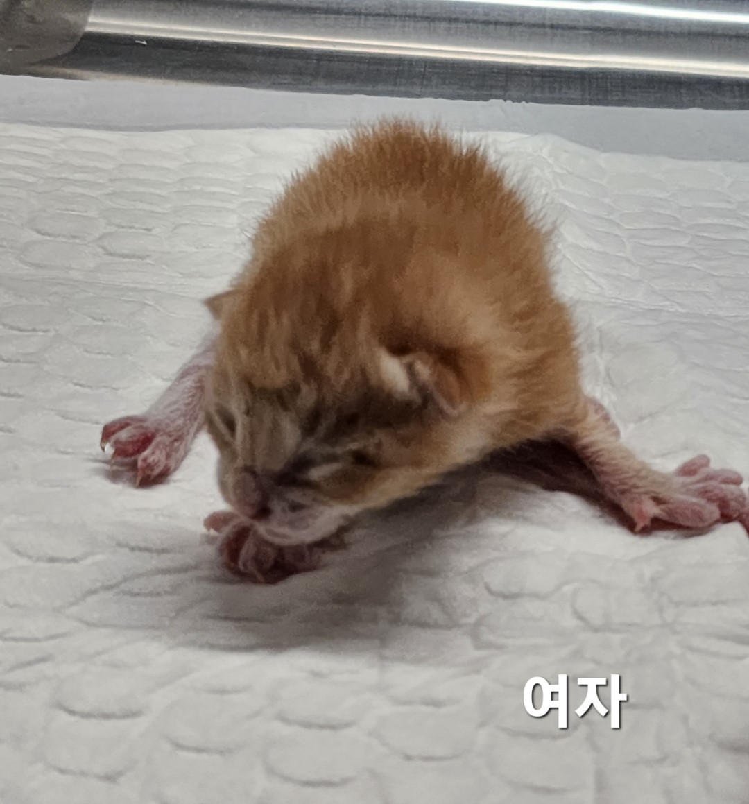 한국 고양이 이미지 파일 입니다.