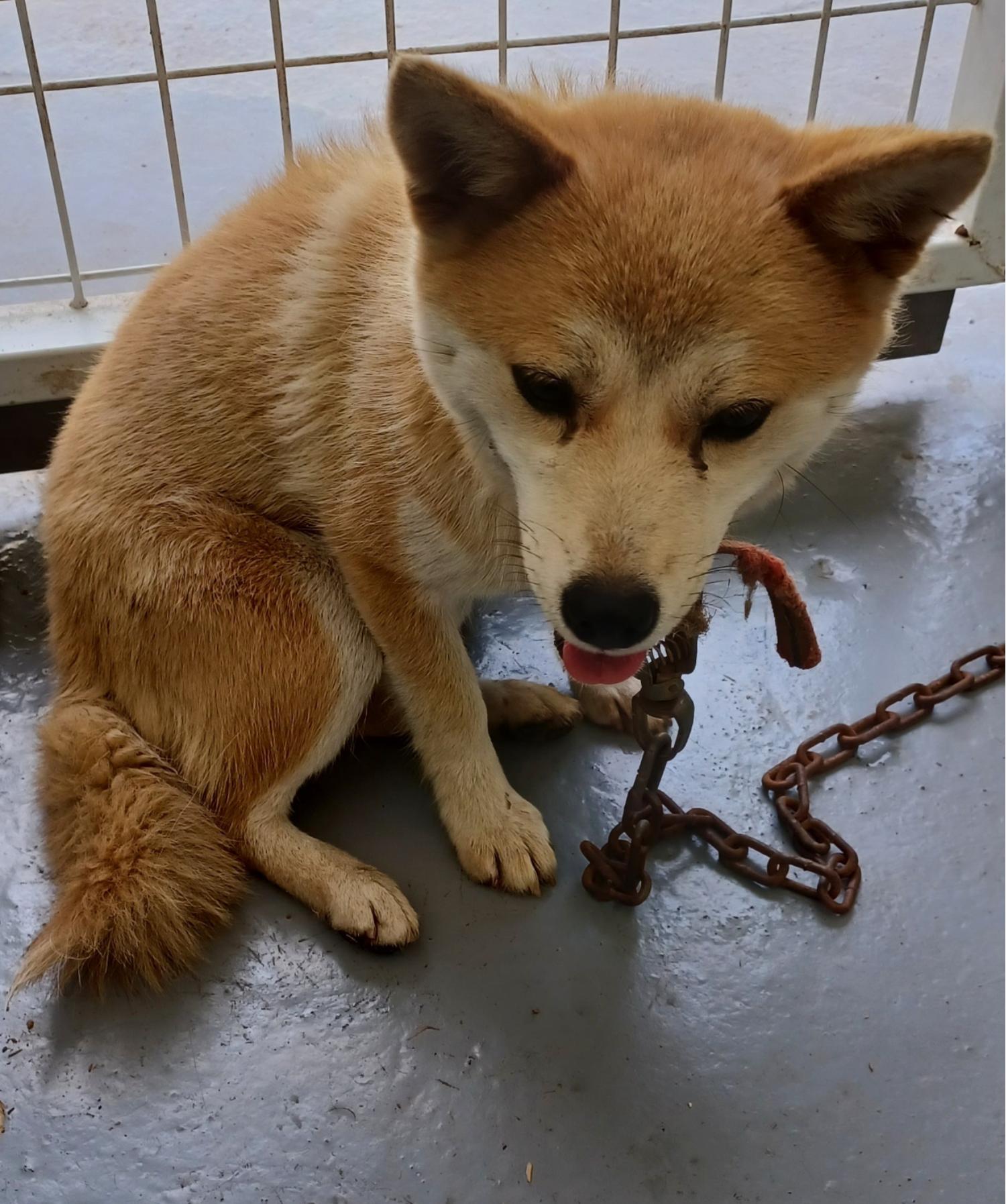 믹스견 이미지 파일 입니다.