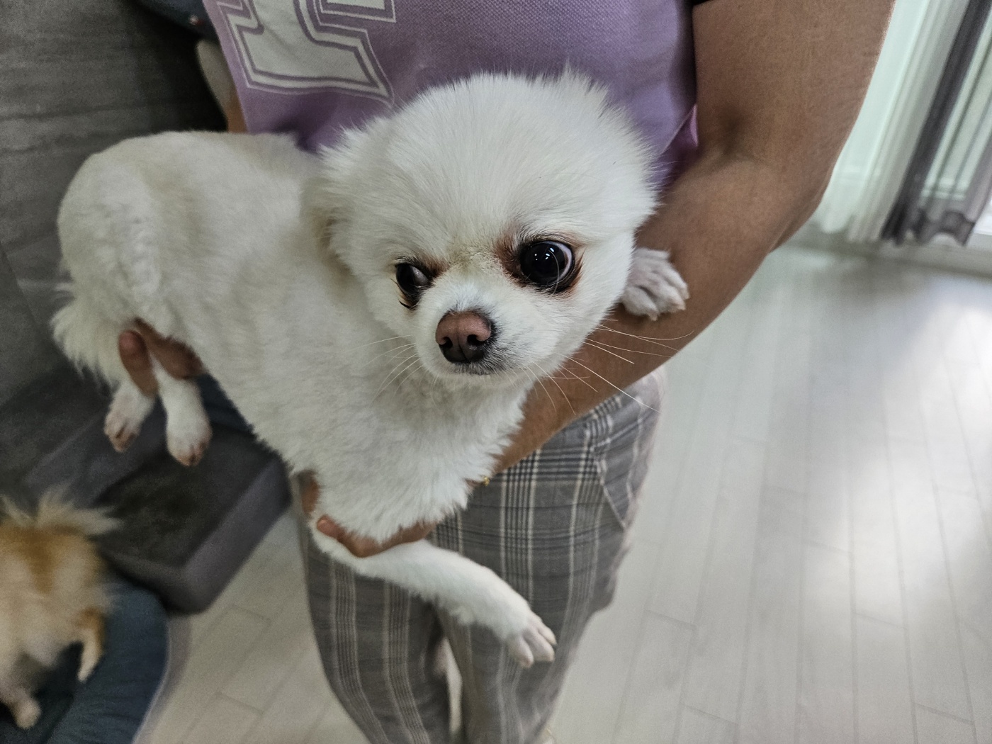 포메라니안 이미지 파일 입니다.