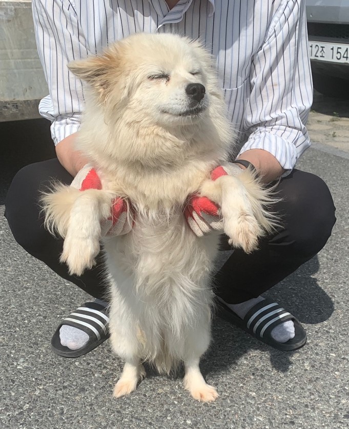 믹스견 이미지 파일 입니다.