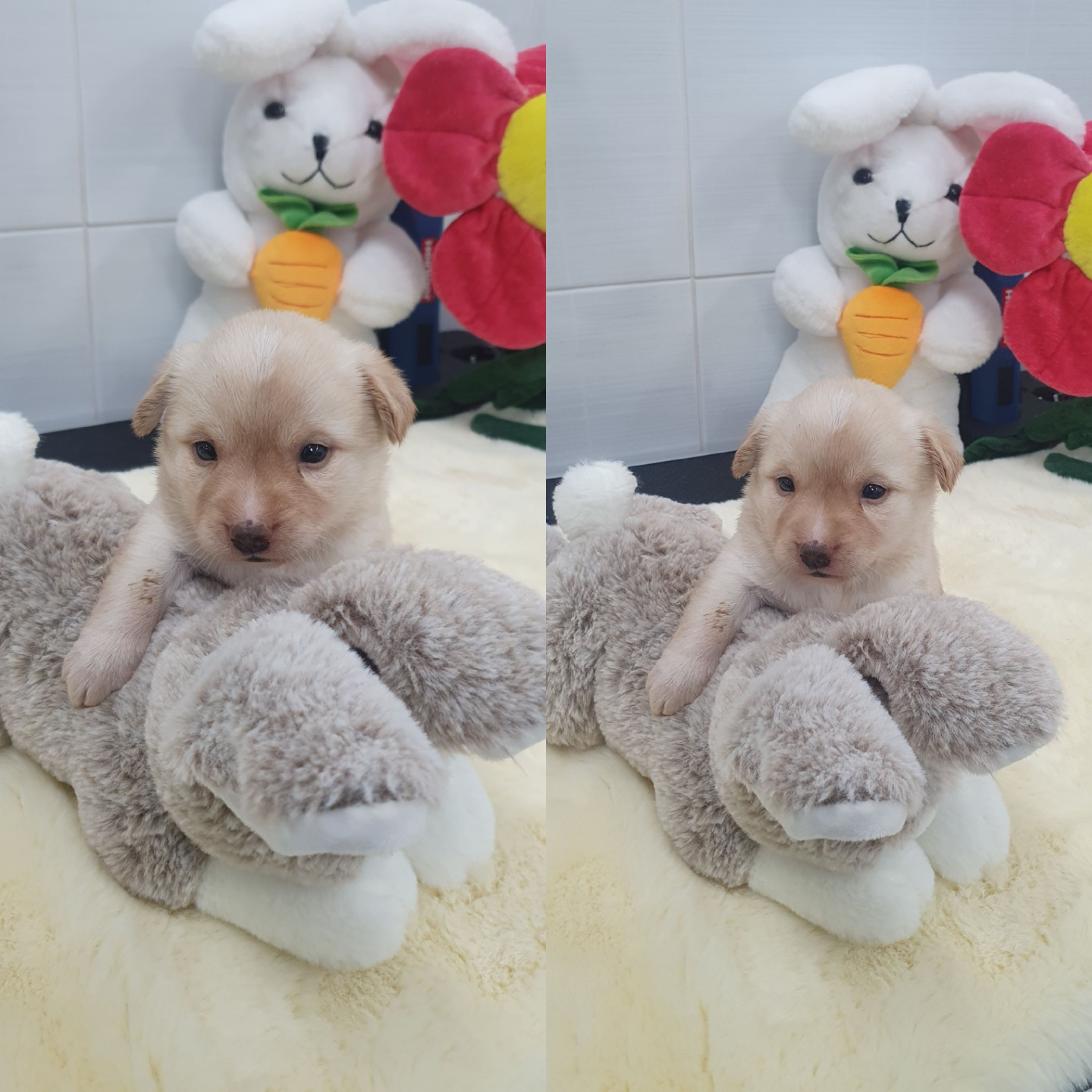 믹스견 이미지 파일 입니다.
