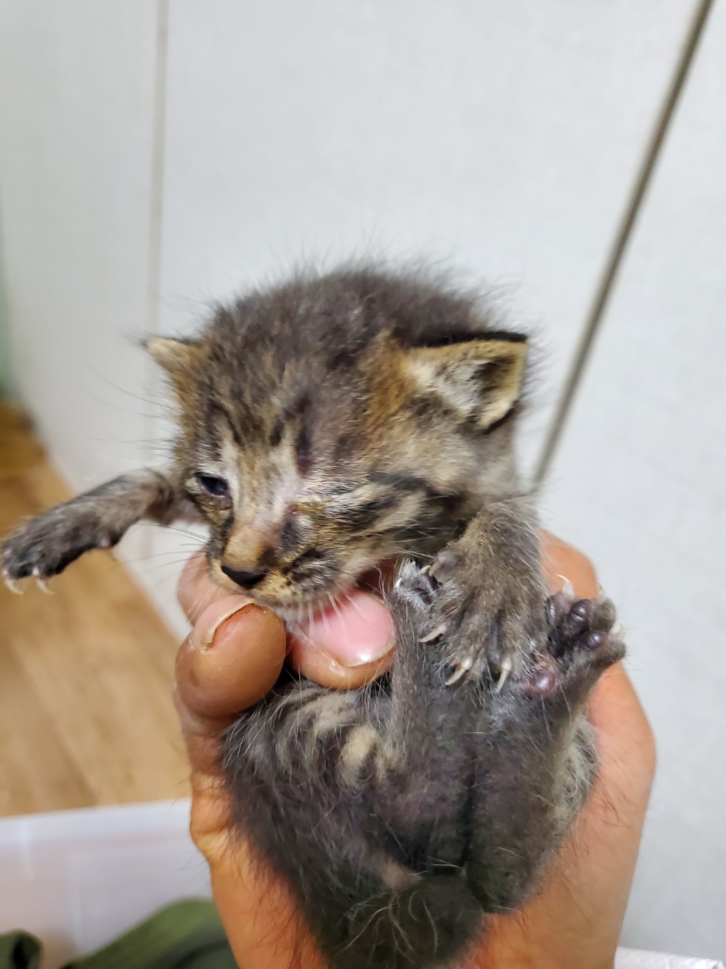 한국 고양이 이미지 파일 입니다.