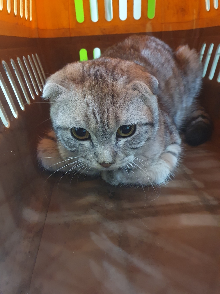 스코티시폴드 이미지 파일 입니다.