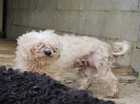 말티즈 이미지 파일 입니다.