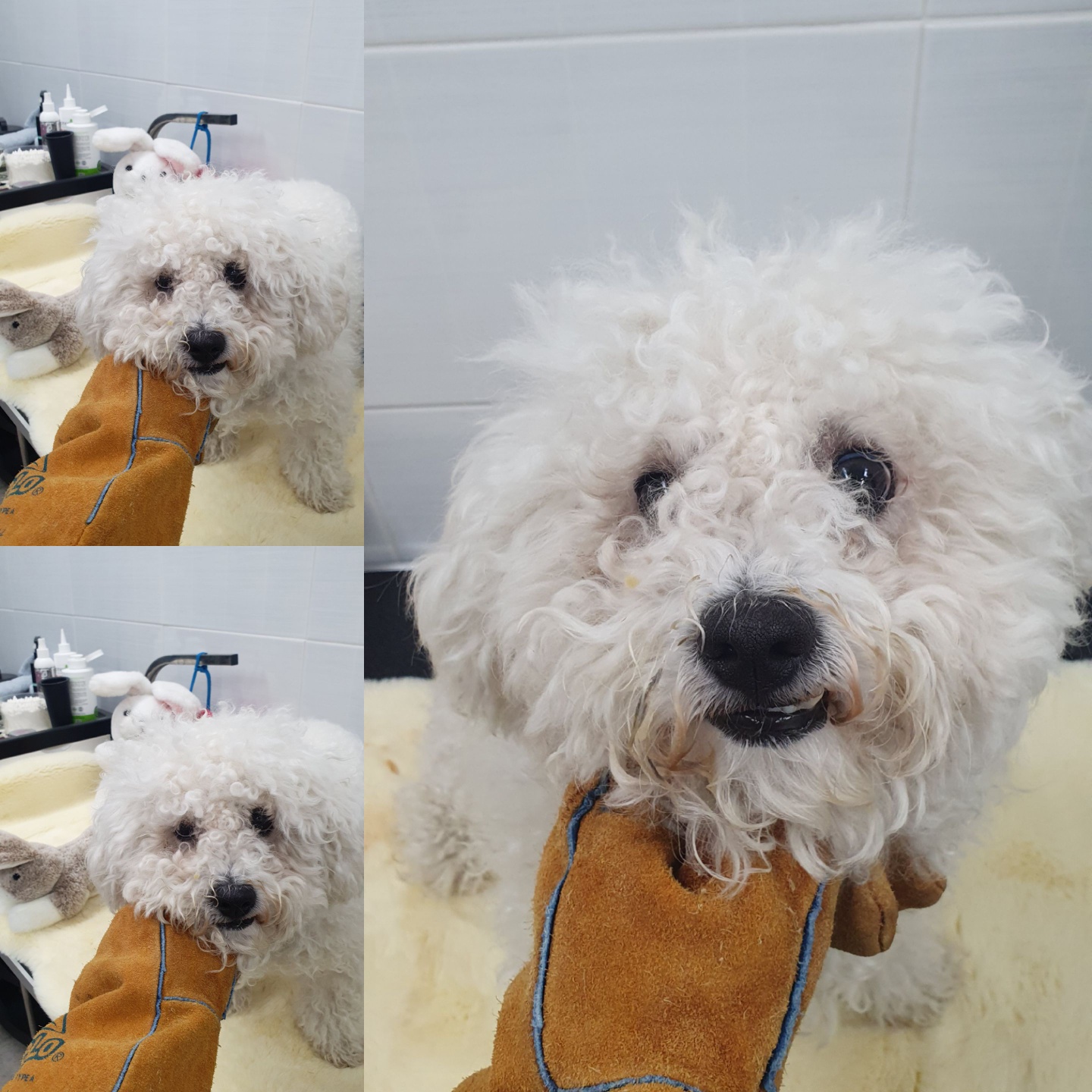믹스견 이미지 파일 입니다.