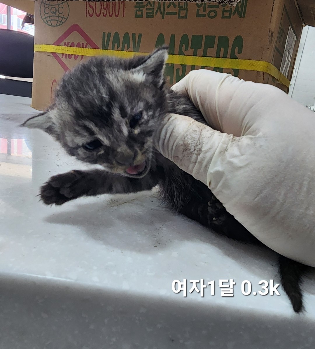한국 고양이 이미지 파일 입니다.